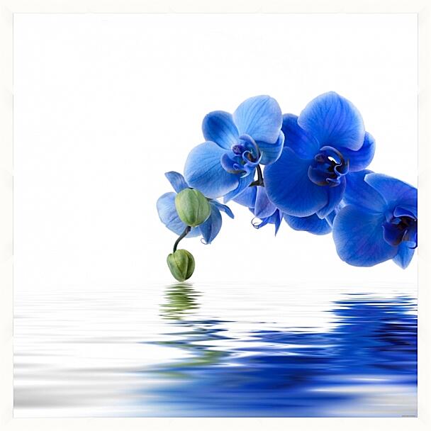 Картина - Орхидея фаленопсис синяя