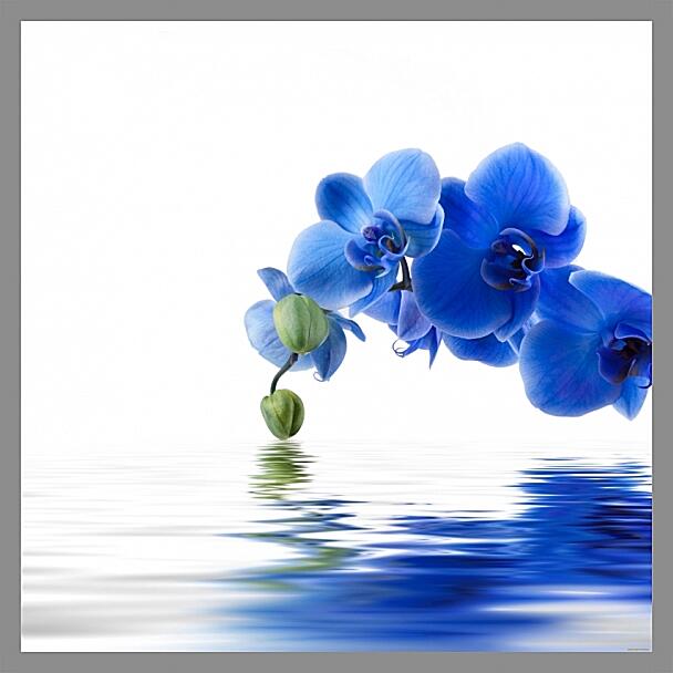 Картина - Орхидея фаленопсис синяя