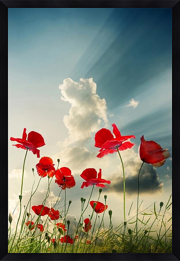 Картина - Маки на закате