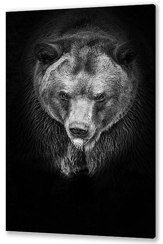 Постер (плакат) - Медведь