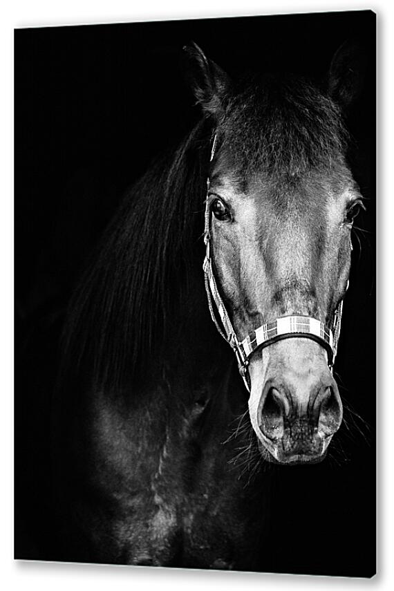 Постер (плакат) - Чёрно-белая лошадь