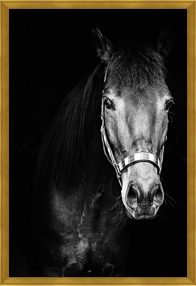 Картина - Чёрно-белая лошадь
