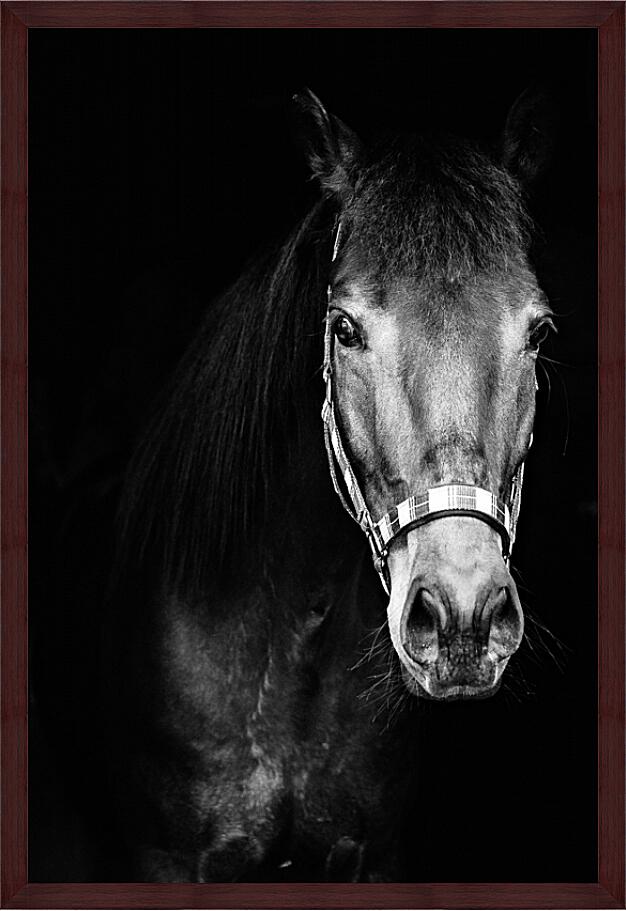 Картина - Чёрно-белая лошадь