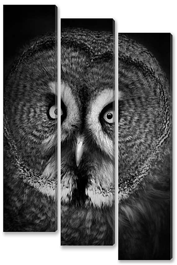 Модульная картина - Серая неясыть