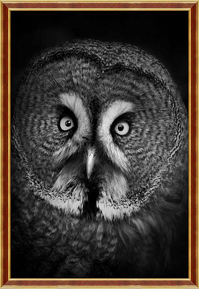 Картина - Серая неясыть