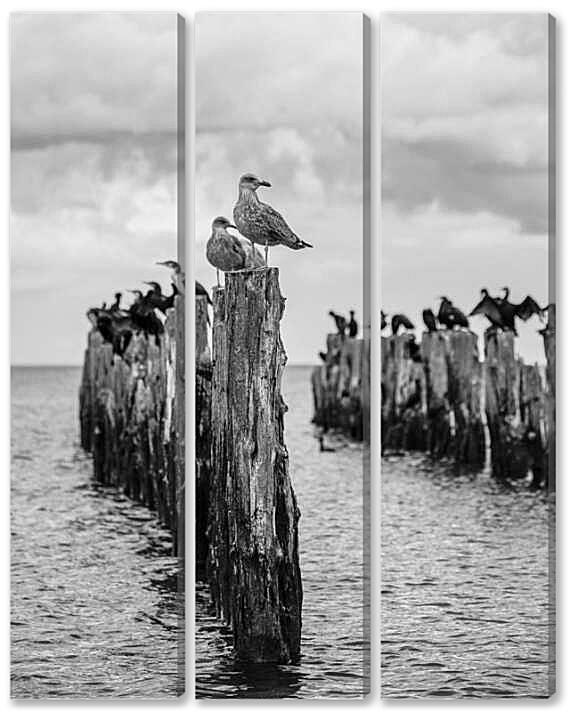 Модульная картина - Морские птицы