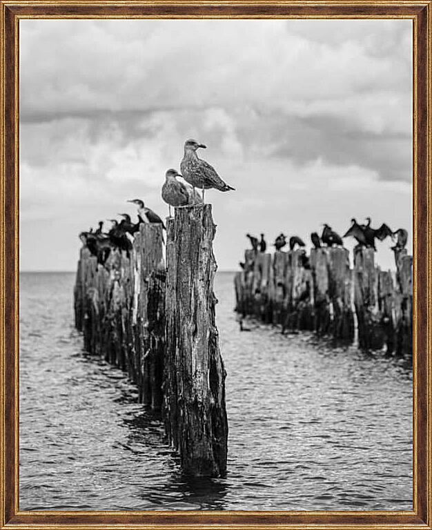 Картина - Морские птицы