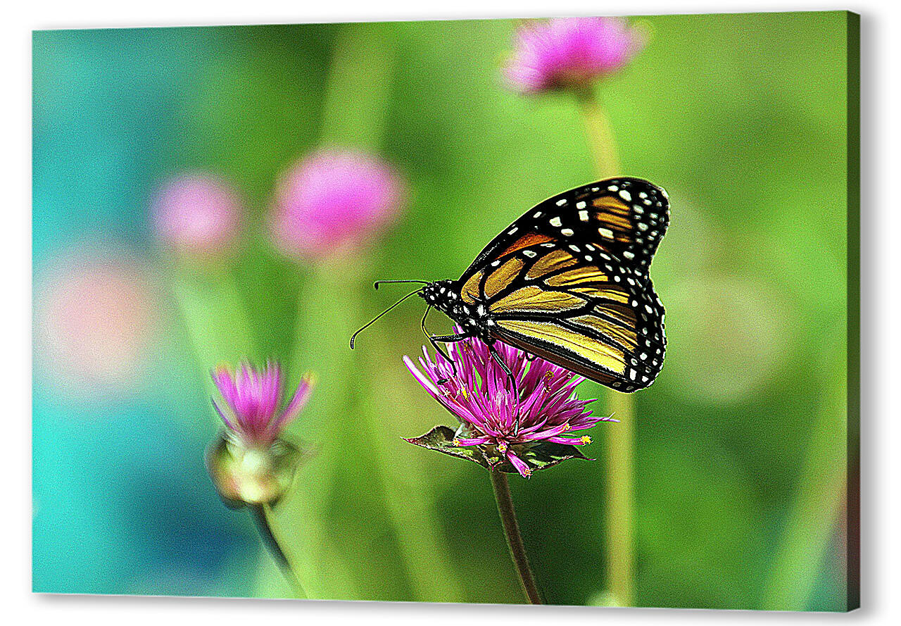 Картина маслом - Бабочка в поле
