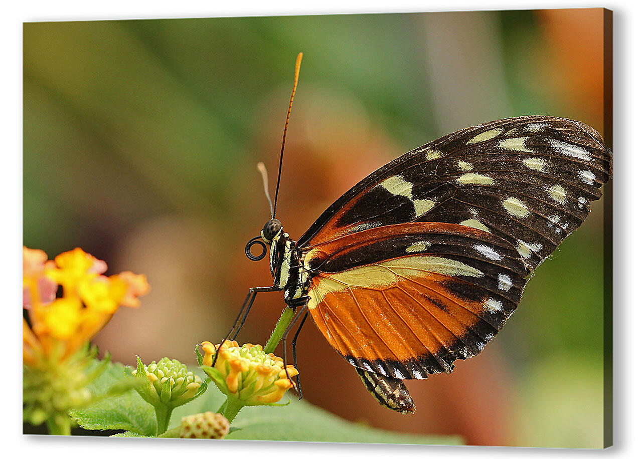 Бабочка на листочке
