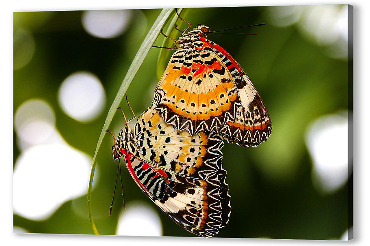 Картина маслом - Бабочка на светлом фоне
