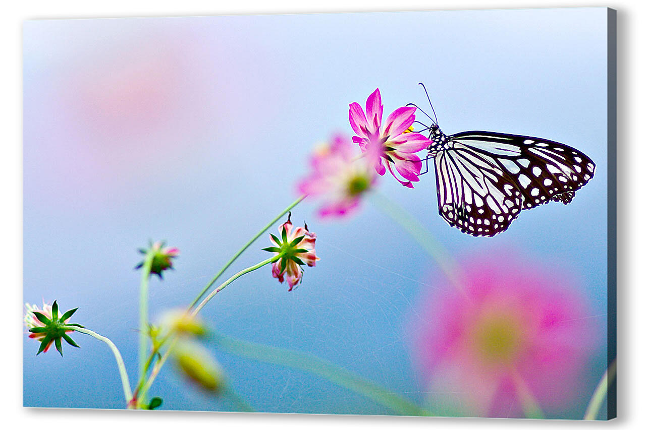Картина маслом - Бабочка-монарх
