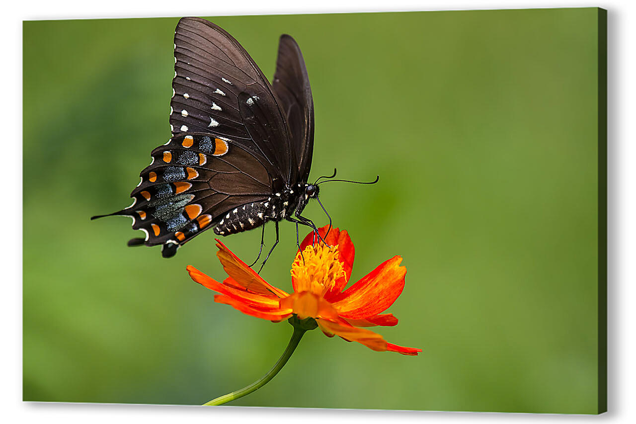 Постер (плакат) - Бабочка-монарх на светлом фоне
