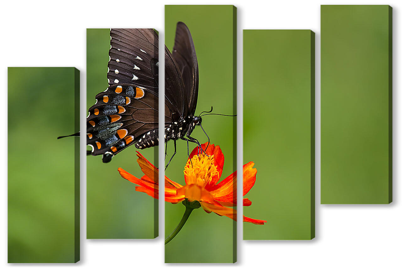 Модульная картина - Бабочка-монарх на светлом фоне
