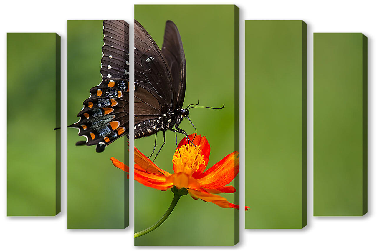 Модульная картина - Бабочка-монарх на светлом фоне
