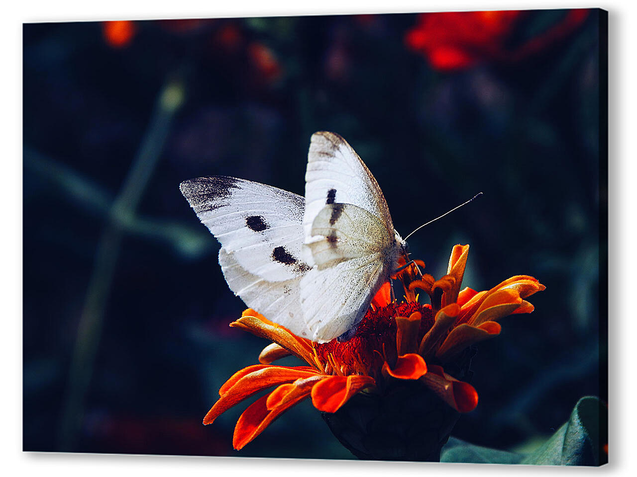 Картина маслом - Белая бабочка на цветке
