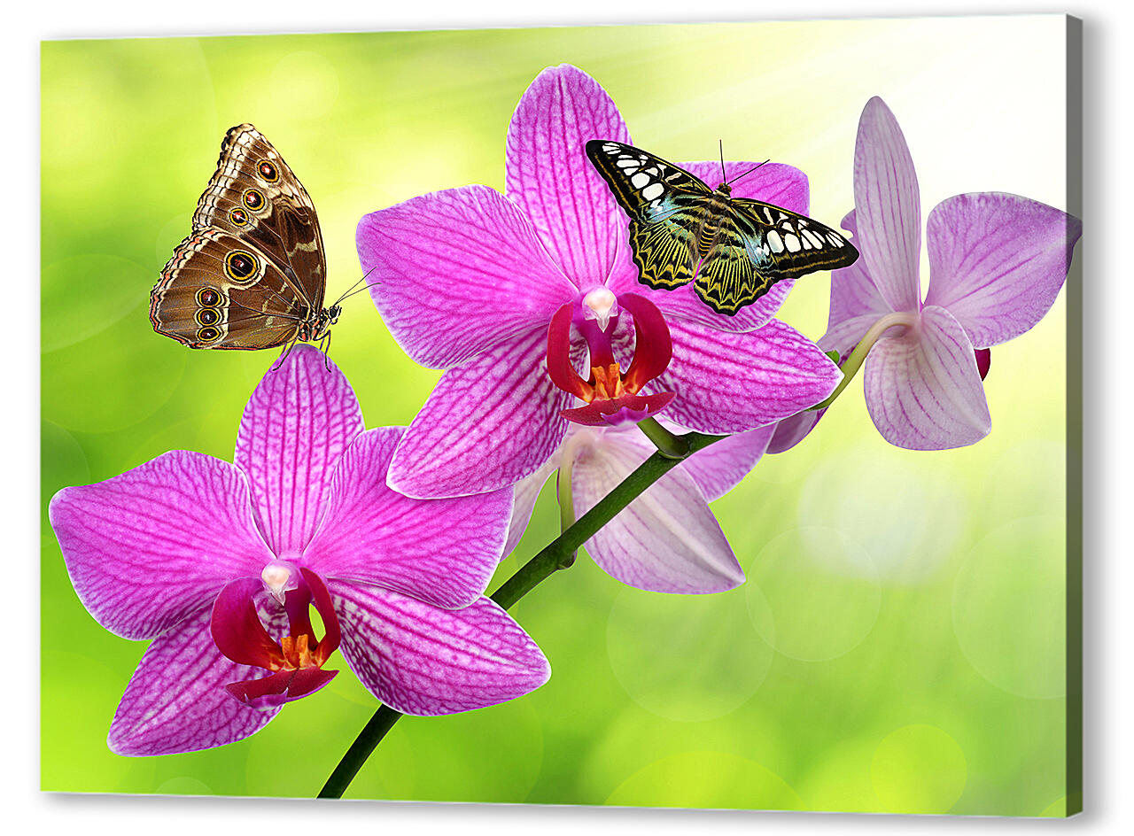 Постер (плакат) - Две бабочки на орхидее
