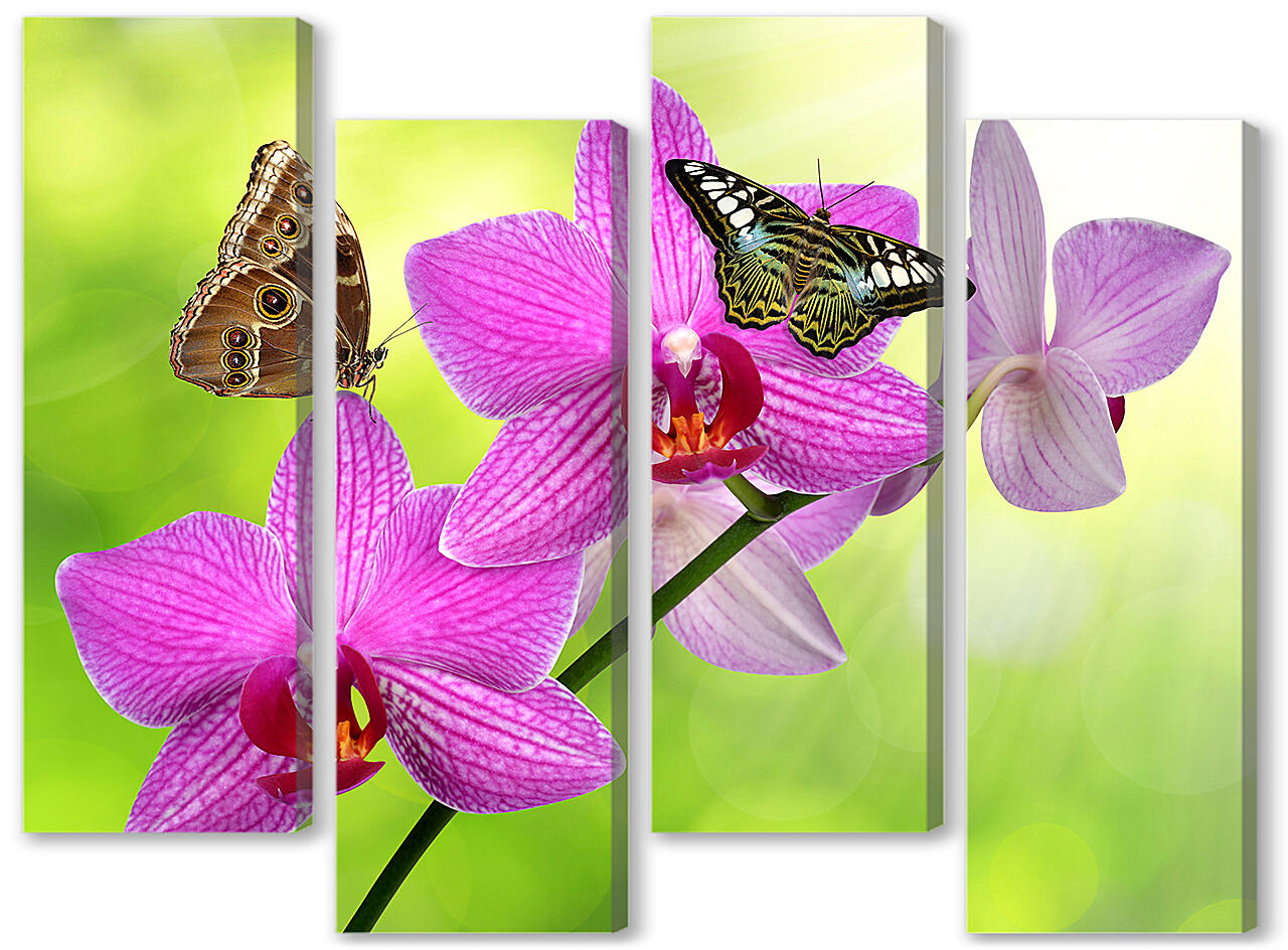 Модульная картина - Две бабочки на орхидее
