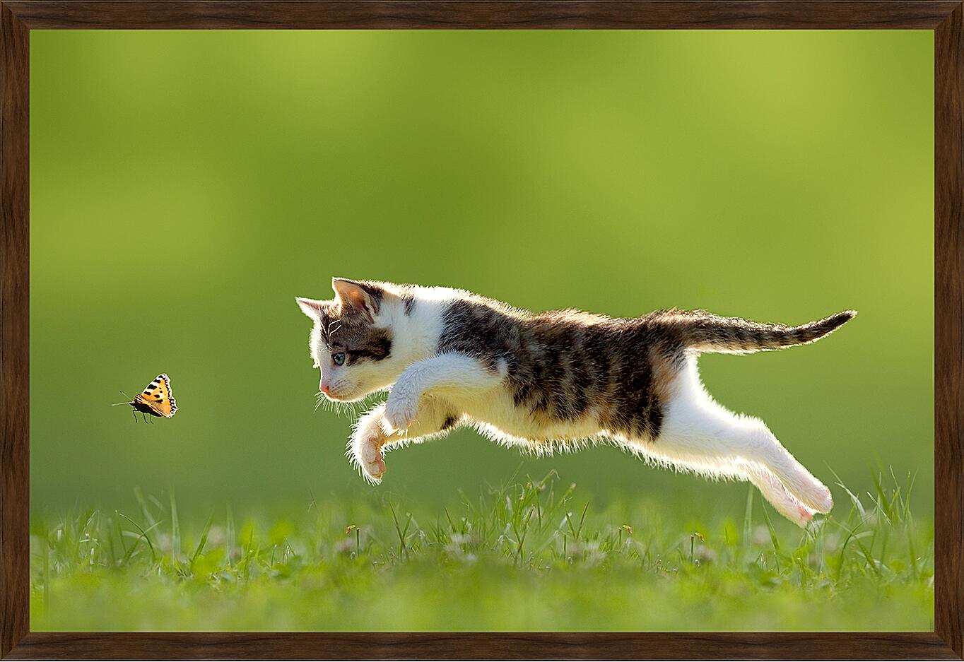 Картина - Кот прыгает за бабочкой