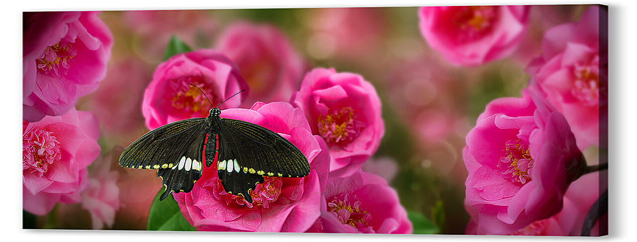 Красивая бабочка

