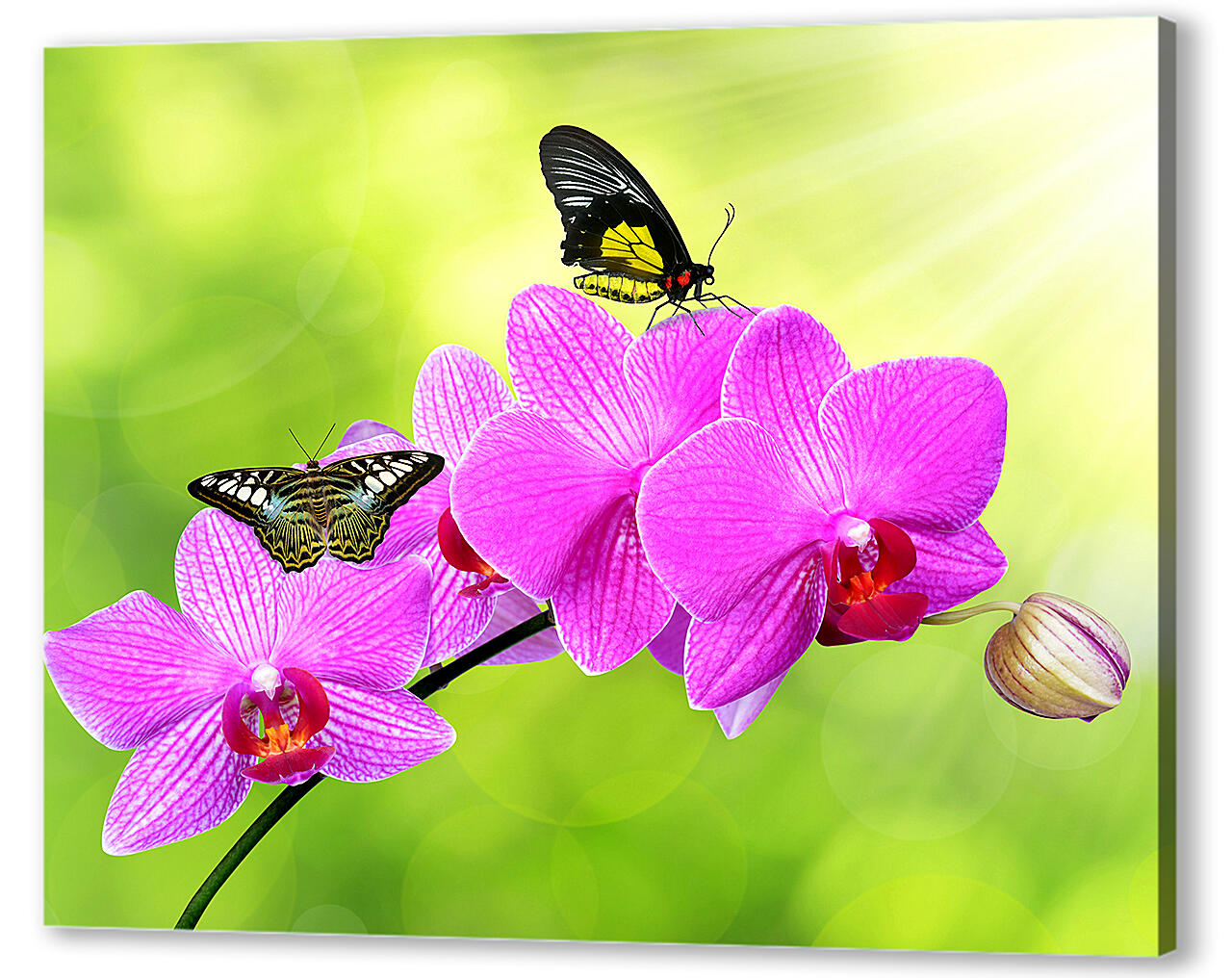 Картина маслом - Цветы орхидеи и бабочка
