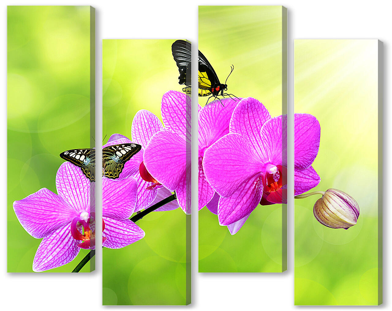 Модульная картина - Цветы орхидеи и бабочка

