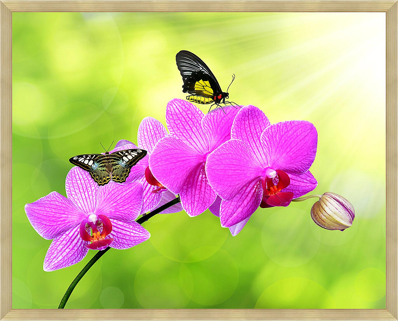 Картина - Цветы орхидеи и бабочка
