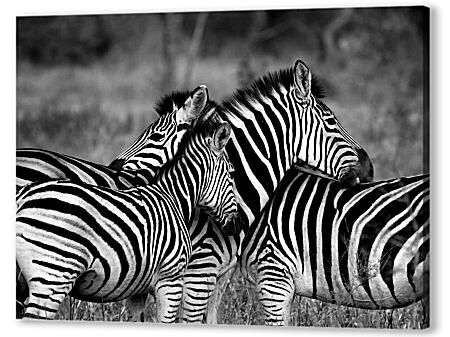 Картина маслом - Четыре зебры|Черно-белое