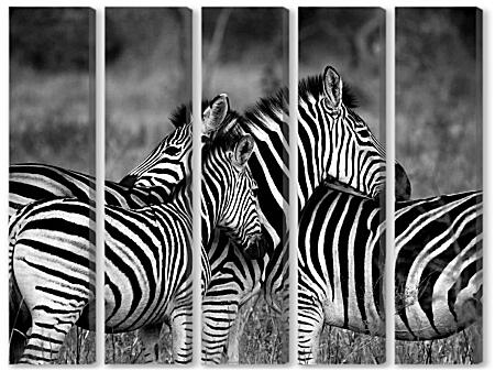 Модульная картина - Четыре зебры|Черно-белое