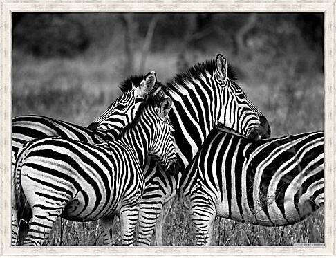 Картина - Четыре зебры|Черно-белое