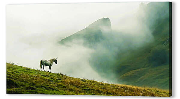 Лошадь в горах