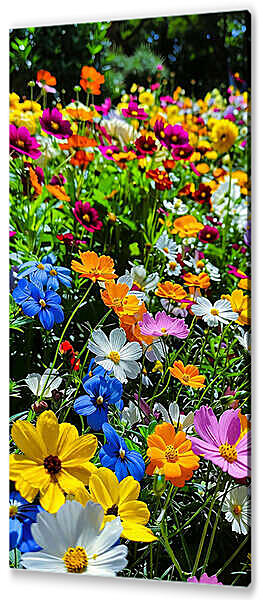 Постер (плакат) - Россыпь полевых цветов
