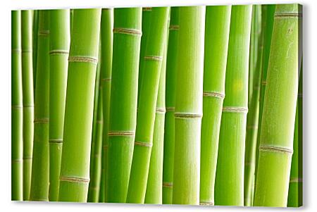 Картина маслом - Зеленый бамбук