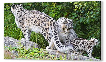 Картина маслом - leopard - Барс