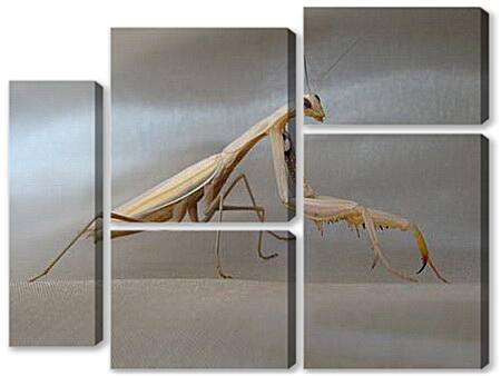 Модульная картина - Mantis religiosa - Богомол