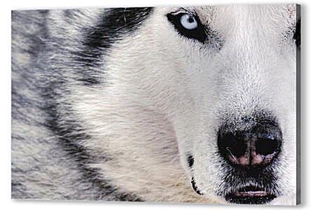 Картина маслом - Wolf - Волк