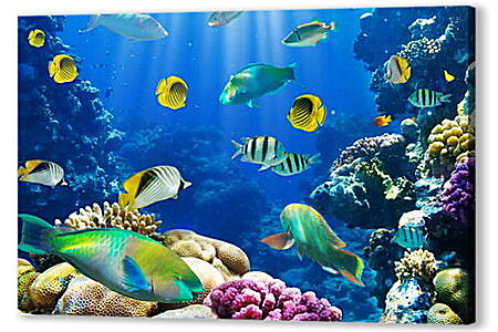 Постер (плакат) - tropical fish - тропические рыбки
