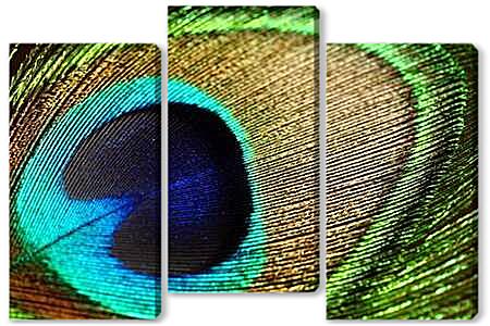 Модульная картина - Перо павлина