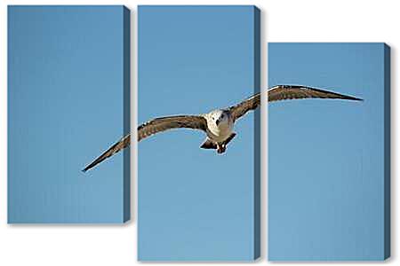 Модульная картина - Сormorant - Баклан