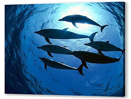 Постер (плакат) - Dolphin - Дельфины