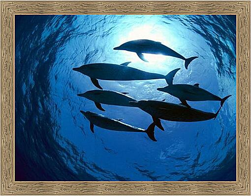 Картина - Dolphin - Дельфины