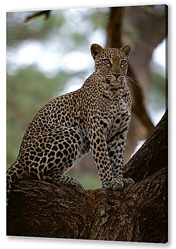 Картина маслом - Леопард на дереве