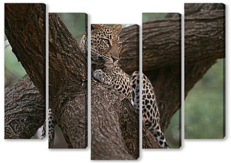 Модульная картина - Леопард отдыхает