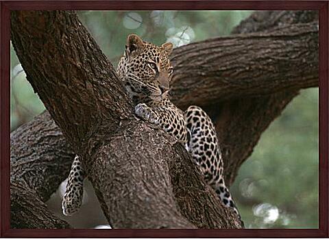 Картина - Леопард отдыхает