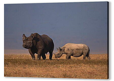 Постер (плакат) - Пара Носорогов
