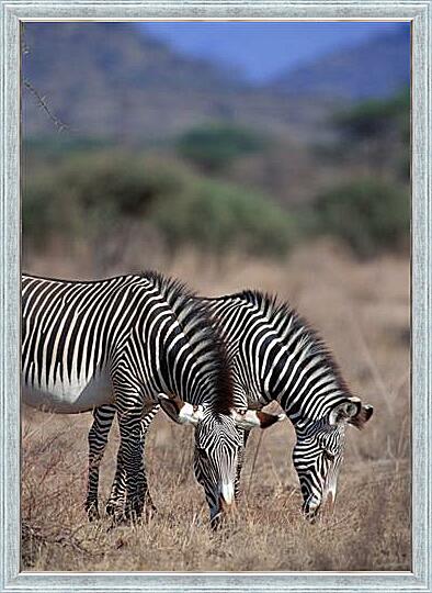 Картина - Две зебры