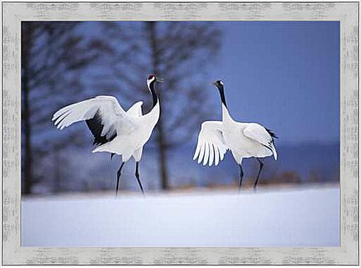 Картина - Белые аисты, брачные танцы