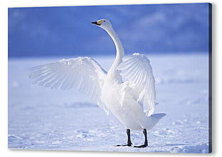 Картина маслом - Лебедь на льду