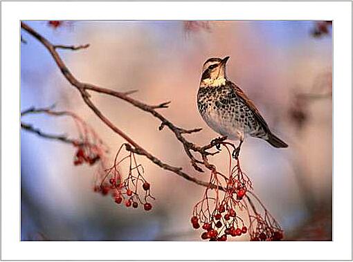 Картина - Свирель на рябине