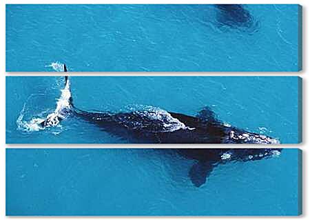 Модульная картина - Киты