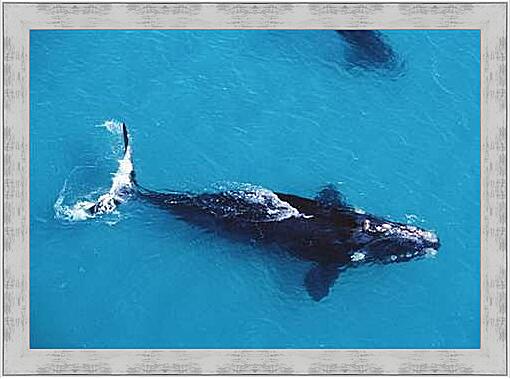 Картина - Киты